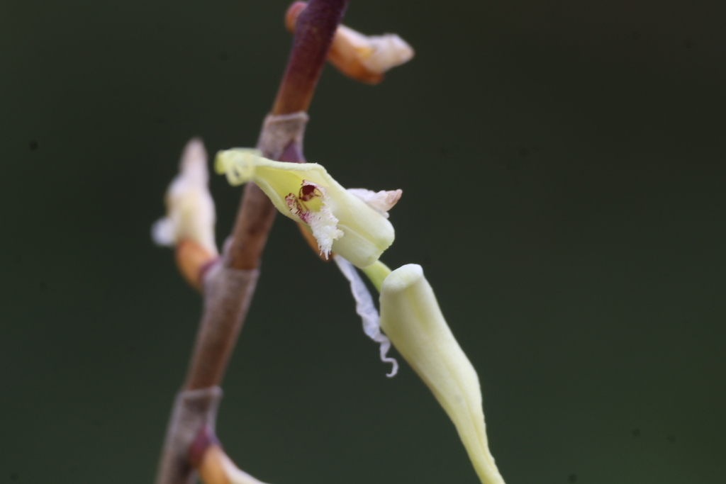 Dendrobium hoftii Ormerod 2