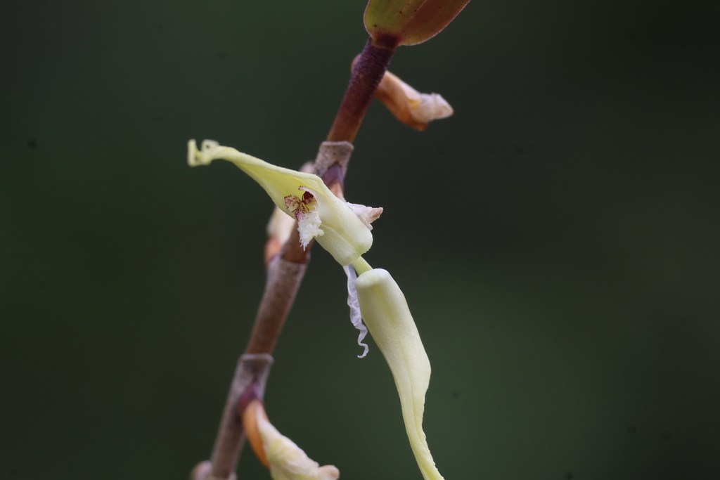 Dendrobium hoftii Ormerod