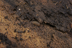 Porcellium collicola