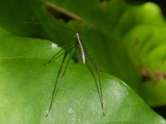 Leucopodoptera eumundii