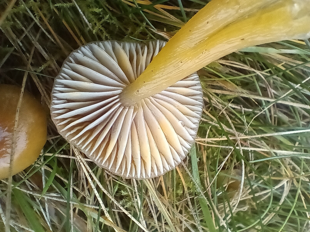 Gliophorus laetus · November 2025 · photo: © considerthelilies (iNaturalist, cc-by)