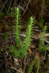 Lateristachys lateralis
