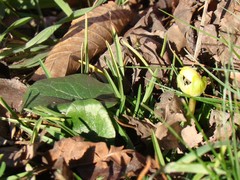 Ficaria verna calthifolia