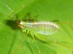 Leucopodoptera eumundii