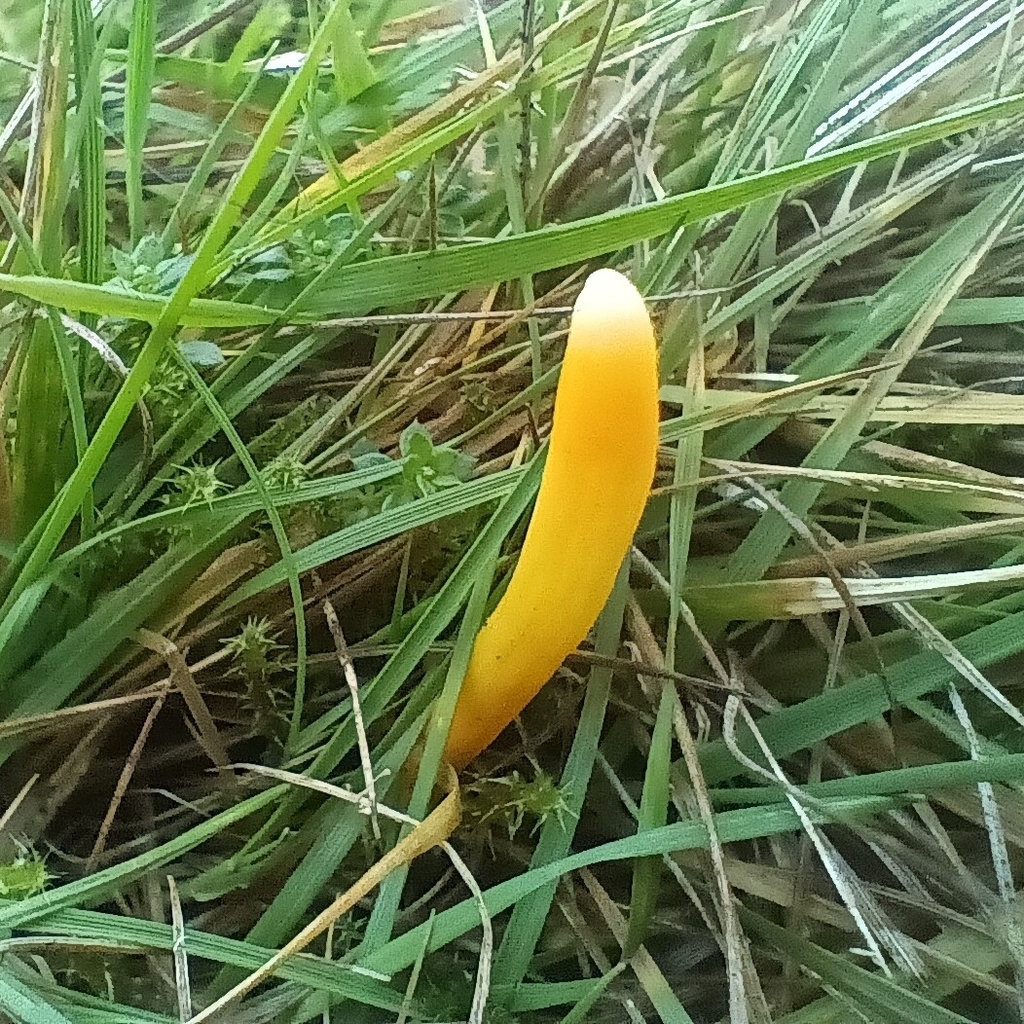 Clavulinopsis helvola · November 2025 · photo: © considerthelilies (iNaturalist, cc-by)
