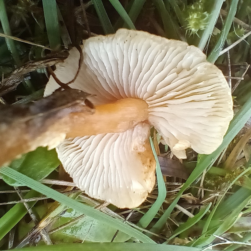 Cystoderma amianthinum · November 2025 · photo: © considerthelilies (iNaturalist, cc-by)
