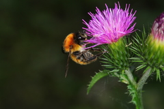 Bombus hedini