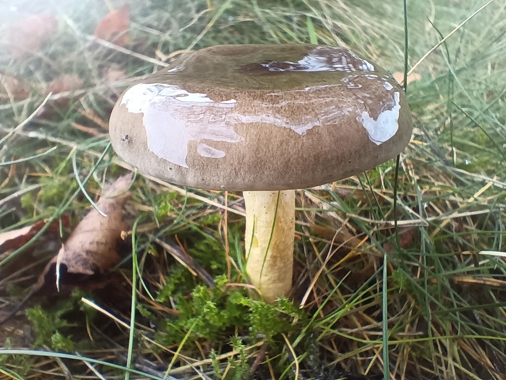 Hygrophorus hypothejus · November 2025 · photo: © considerthelilies (iNaturalist, cc-by)