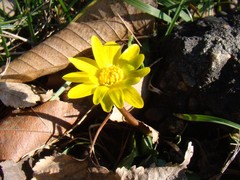 Ficaria verna calthifolia