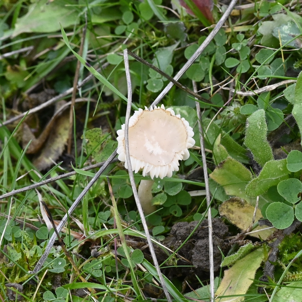 Cuphophyllus virgineus · November 2025 · photo: © guillaume_petit (iNaturalist, cc-by)