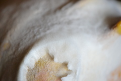 Sclerotinia