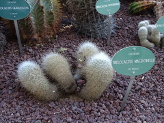 Thelocactus macdowellii