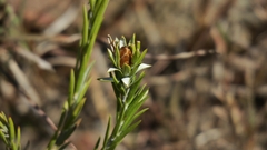 Oedera calycina