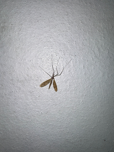 Unknown species found near Park Ave, Raleigh, NC, US