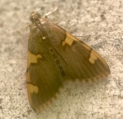 Rehimena
