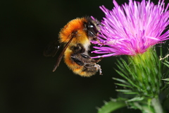 Bombus hedini
