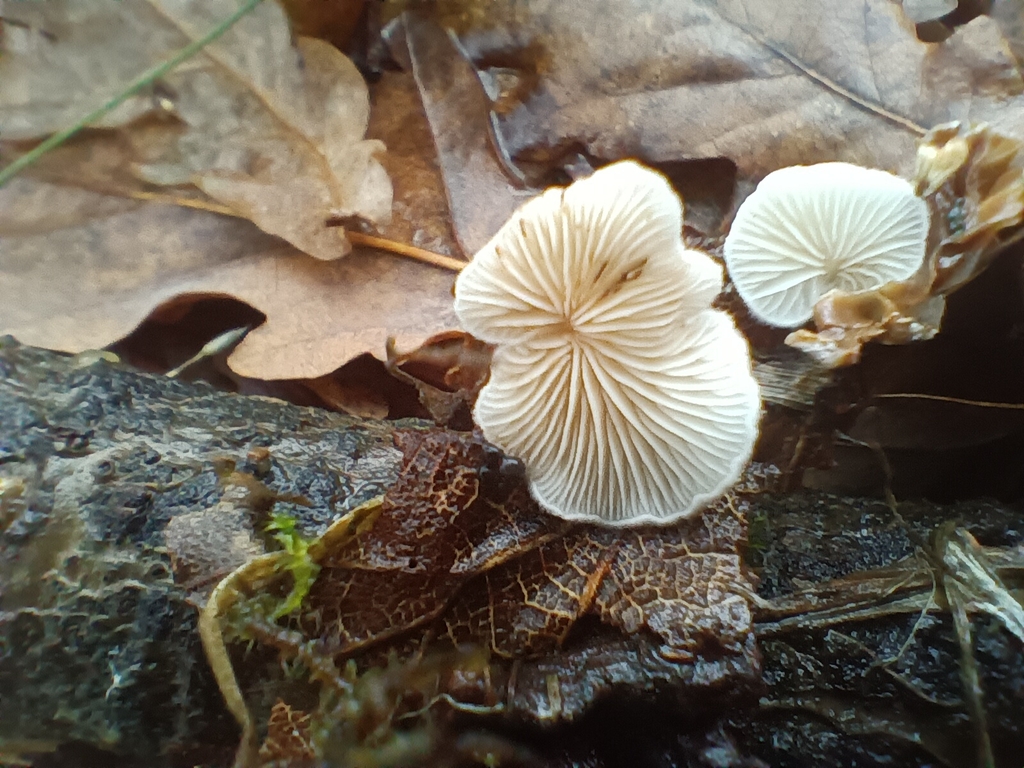 Crepidotus · November 2025 · photo: © considerthelilies (iNaturalist, cc-by)