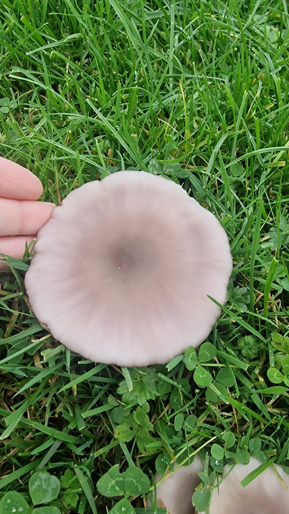 Collybia sordida · November 2025 · photo: © fungiary (iNaturalist, cc0)