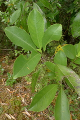 Melicytus macrophyllus