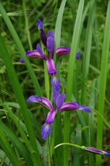 Iris graminea