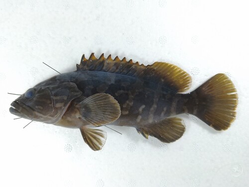 Coral cod (Epinephelus bruneus) — Serranidae — 2