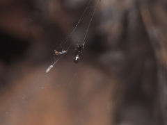 Cyclosa bulla