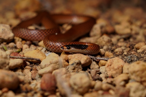 Gould's Hooded Snake sighting
