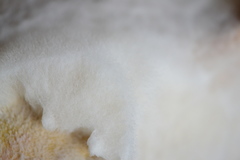 Sclerotinia