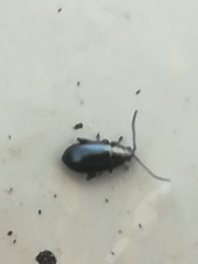 Phyllotreta nigripes