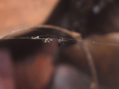 Cyclosa bulla