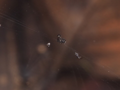 Cyclosa bulla
