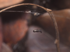 Cyclosa bulla