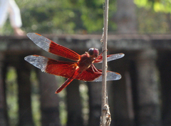 Camacinia gigantea