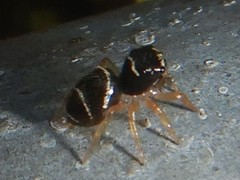 Omoedus