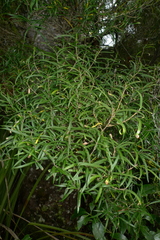 Nestegis montana