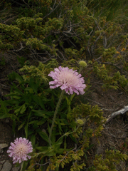 Knautia midzorensis