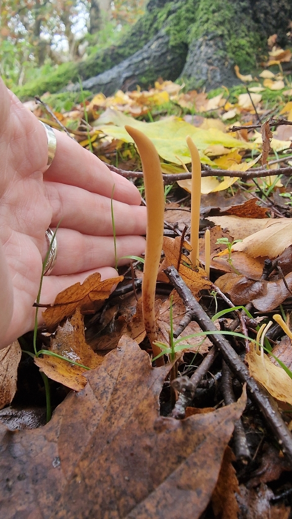 Macrotyphula fistulosa · November 2025 · photo: © fungiary (iNaturalist, cc0)