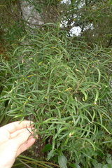 Nestegis montana
