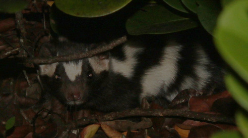 Alleghanian Spotted Skunk observed by coolcrittersyt