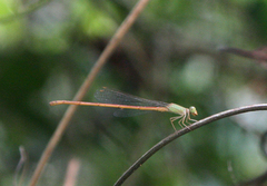 Ceriagrion olivaceum