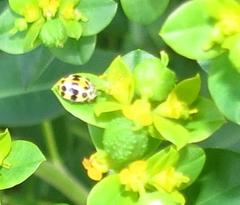 Psyllobora variegata