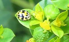 Psyllobora variegata