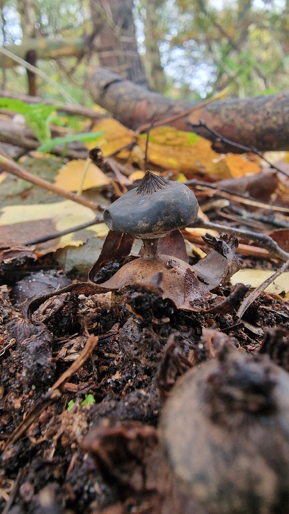 Geastrum striatum · November 2025 · photo: © fungiary (iNaturalist, cc0)