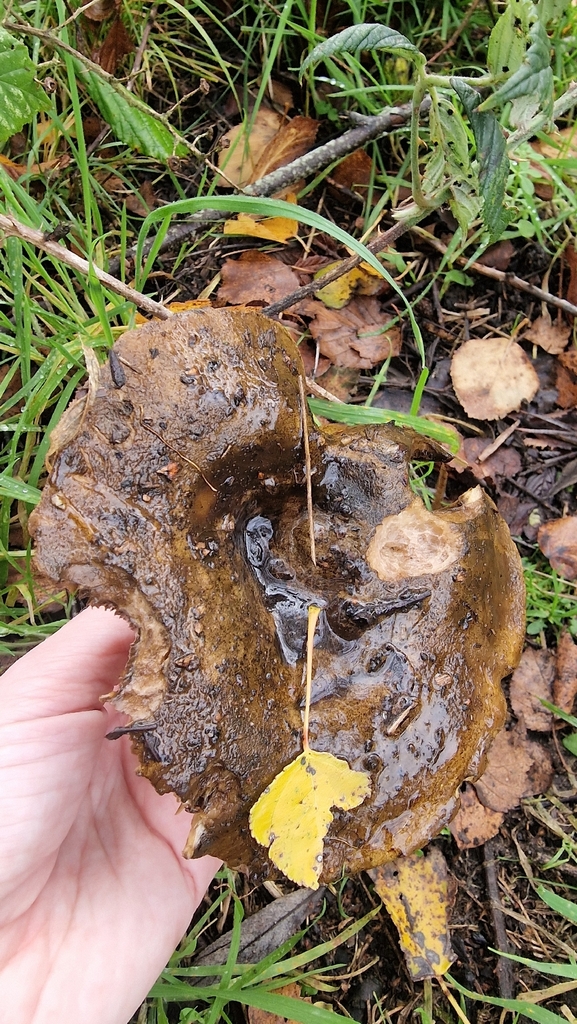 Lactarius turpis · November 2025 · photo: © fungiary (iNaturalist, cc0)