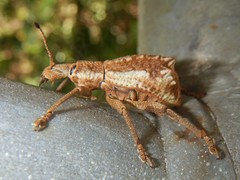 Leptopius nodicollis