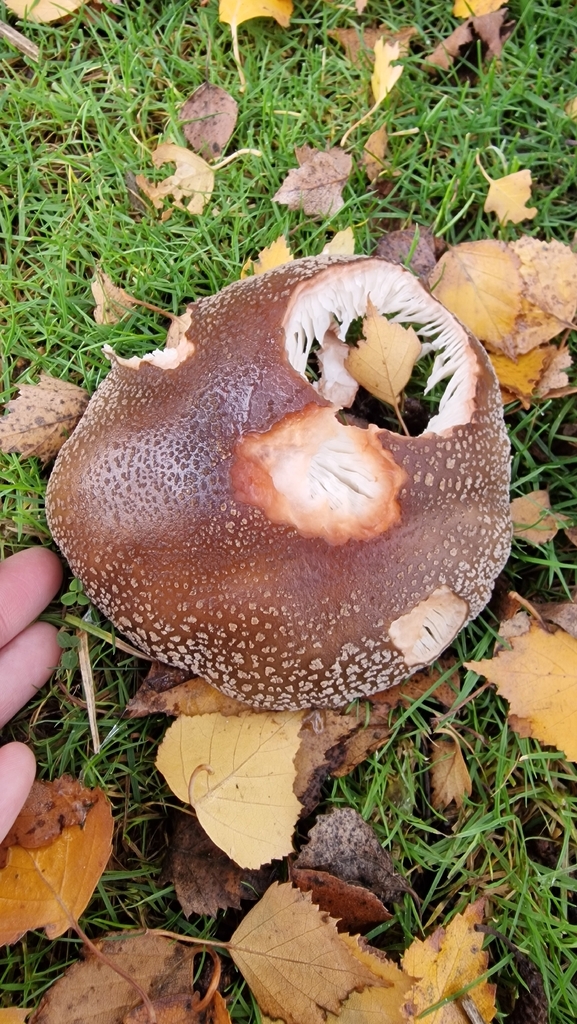 Amanita rubescens · November 2025 · photo: © fungiary (iNaturalist, cc0)