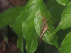 Coptacrinae