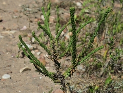 Euryops algoensis