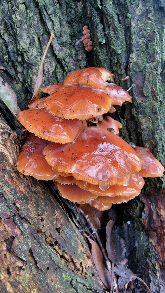 Flammulina · November 2025 · photo: © fungiary (iNaturalist, cc0)