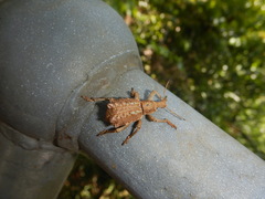 Leptopius nodicollis